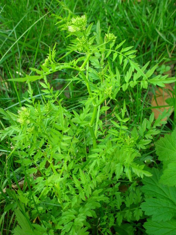 Cardamine impatiens / Billeri comune